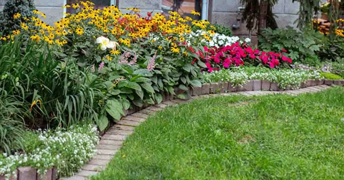 12 plantas perfeitas para criar as bordas do seu jardim
