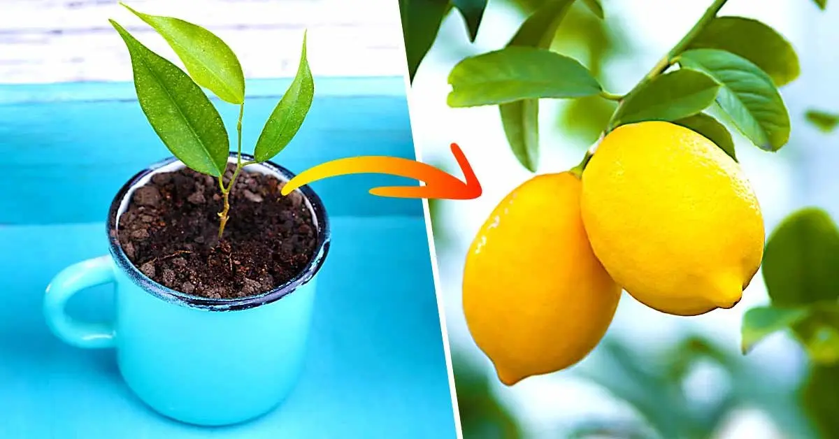 Como plantar limão em uma xícara para perfumar a casa?