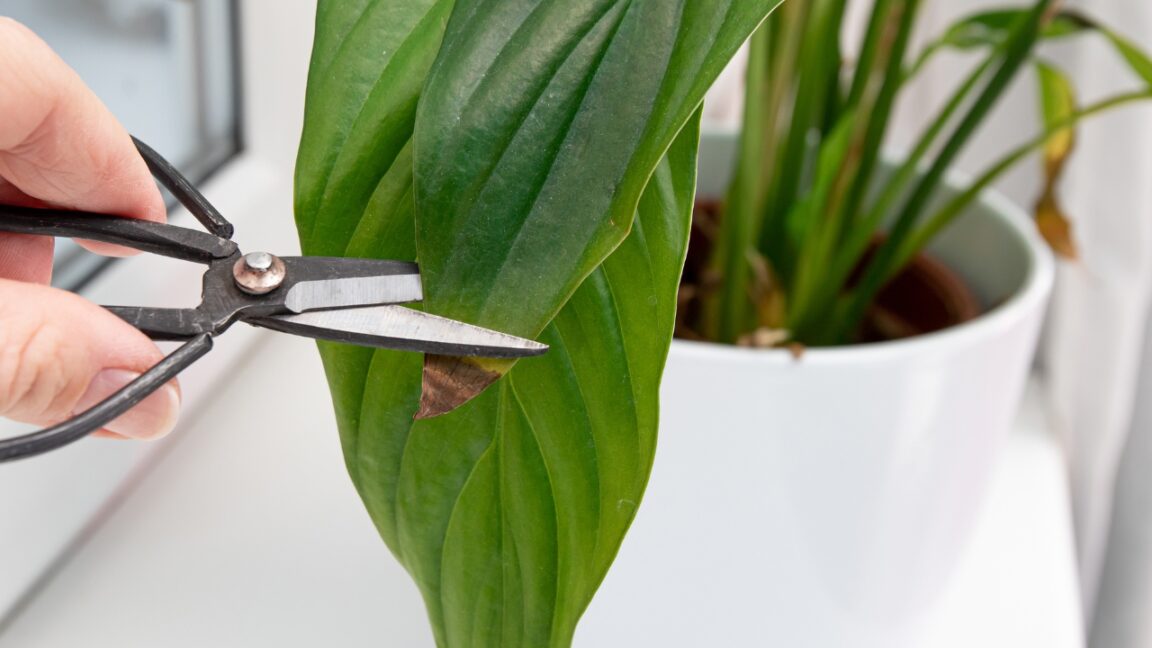 Descubra o que causa pontas marrons nas folhas de suas plantas domésticas e como mantê-las saudáveis?