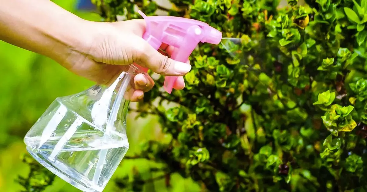 A dica para fazer um inseticida natural em casa para proteger suas plantas