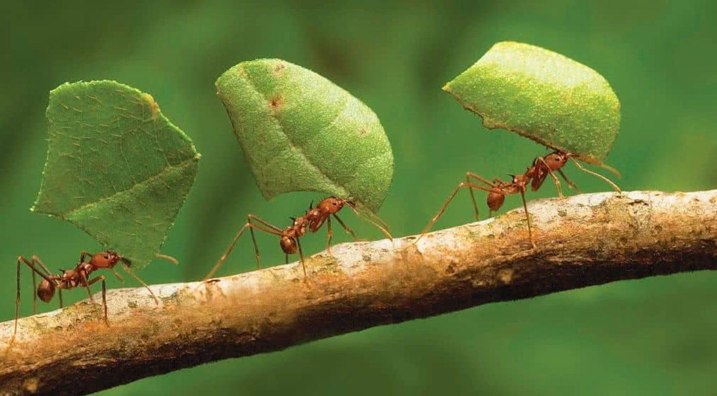 Guia definitivo: como afastar formigas de suas plantas naturalmente
