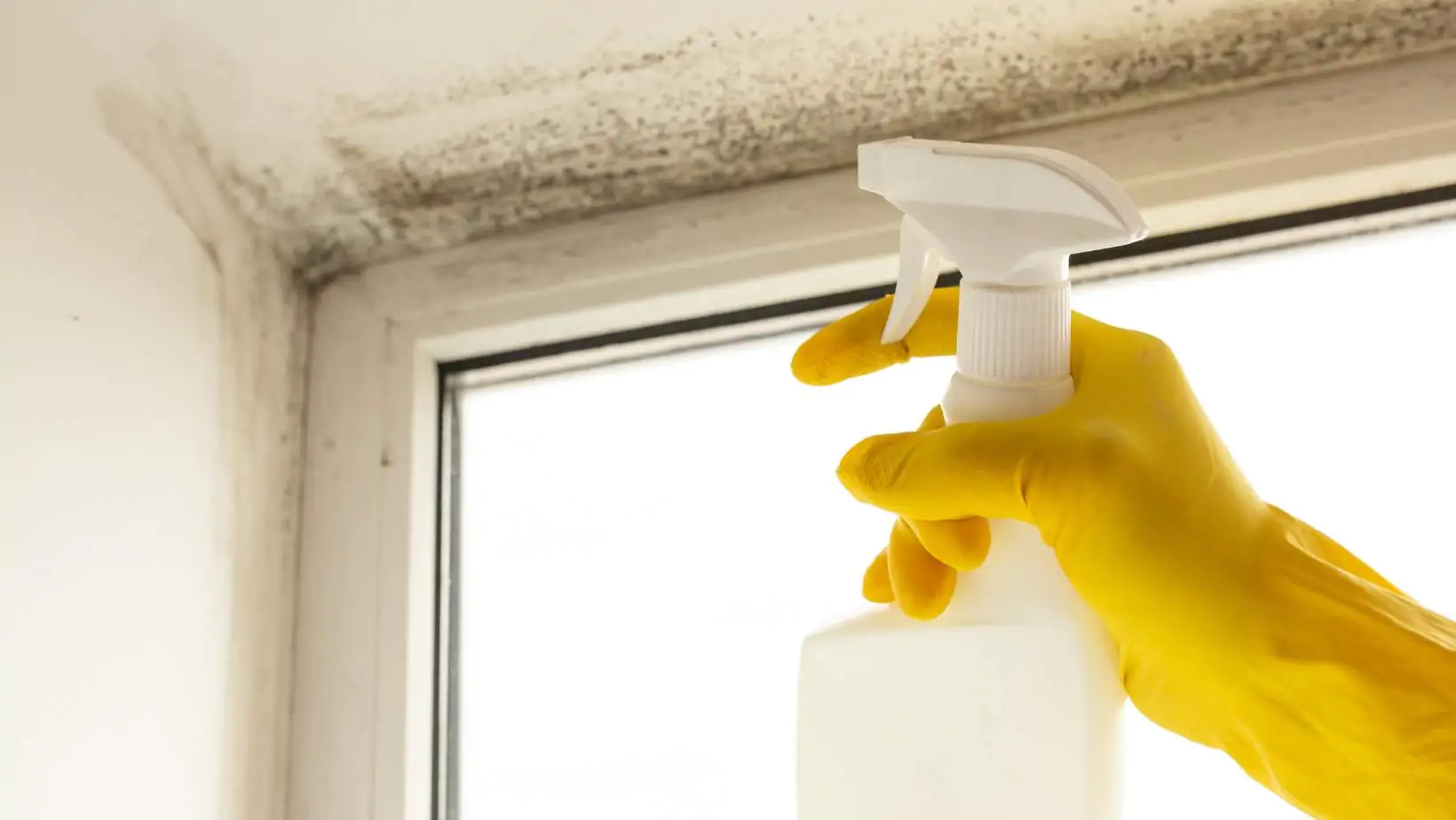 Como remover o cheiro de mofo da casa com métodos naturais