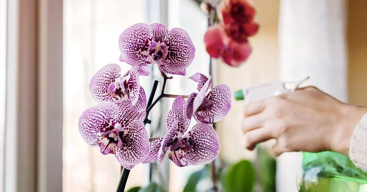 Este é o ingrediente com o qual você precisa regar suas orquídeas para fazê-las florescer