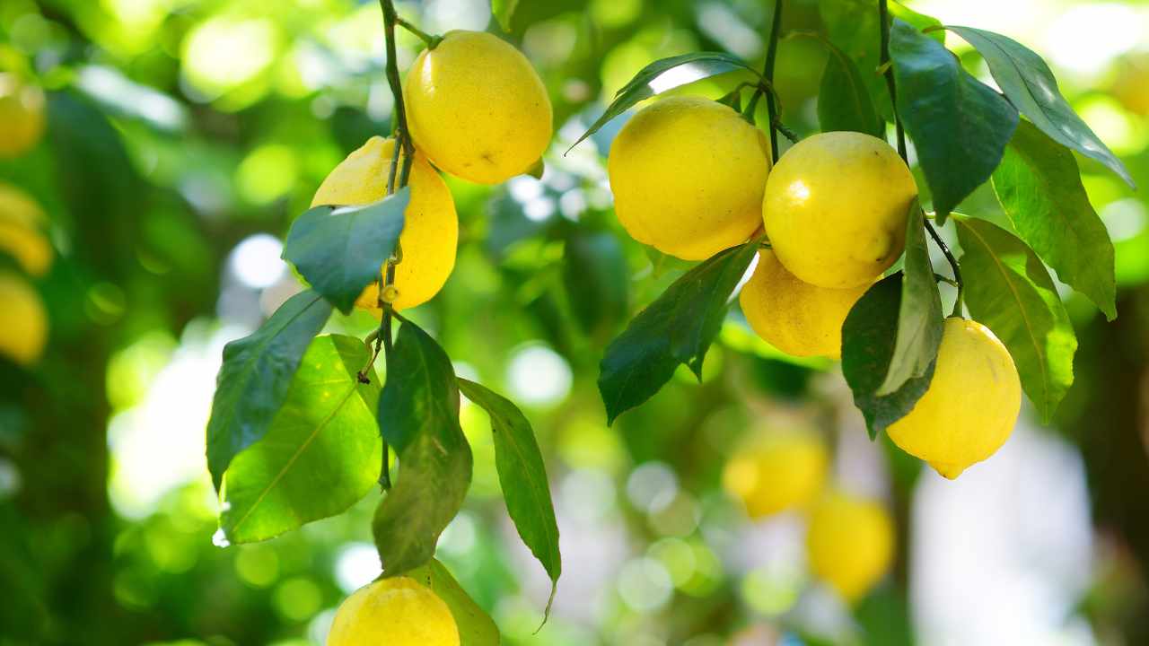 Como enxertar um limão: todos os conselhos do jardineiro