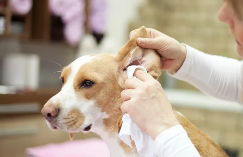 Saiba como identificar e tratar infecções de ouvido em cães