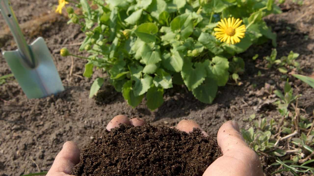 Este fertilizante e pesticida natural irá revolucionar o seu jardim - aqui está o que você precisa fazer