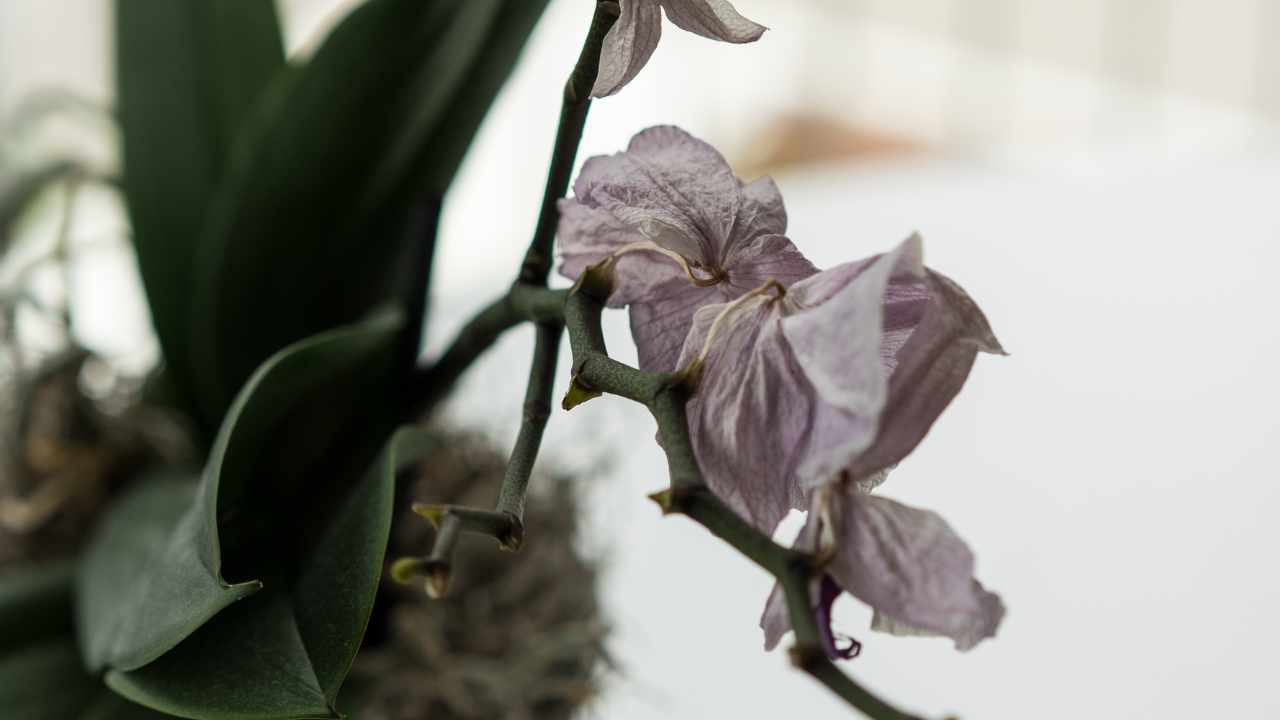 Sua orquídea está morrendo? Veja como revitalizá-lo imediatamente