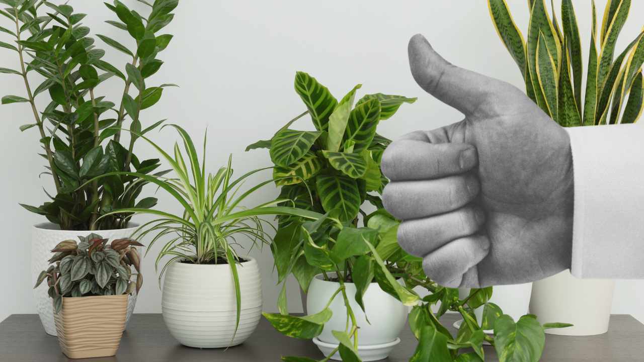 3 plantas ideais para quem não está acostumado a jardinagem