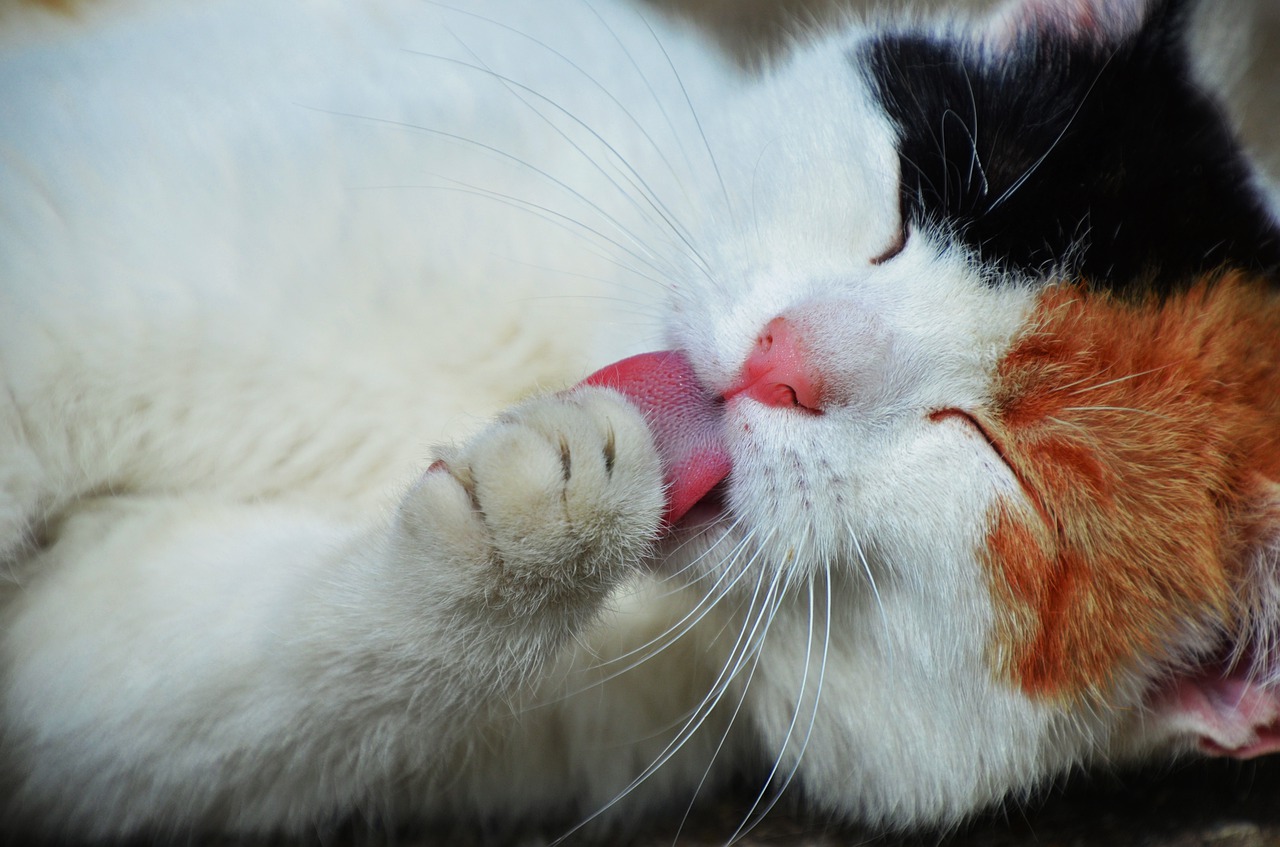 Por que os gatos se lambem? Descubra as razões e cuidados necessário