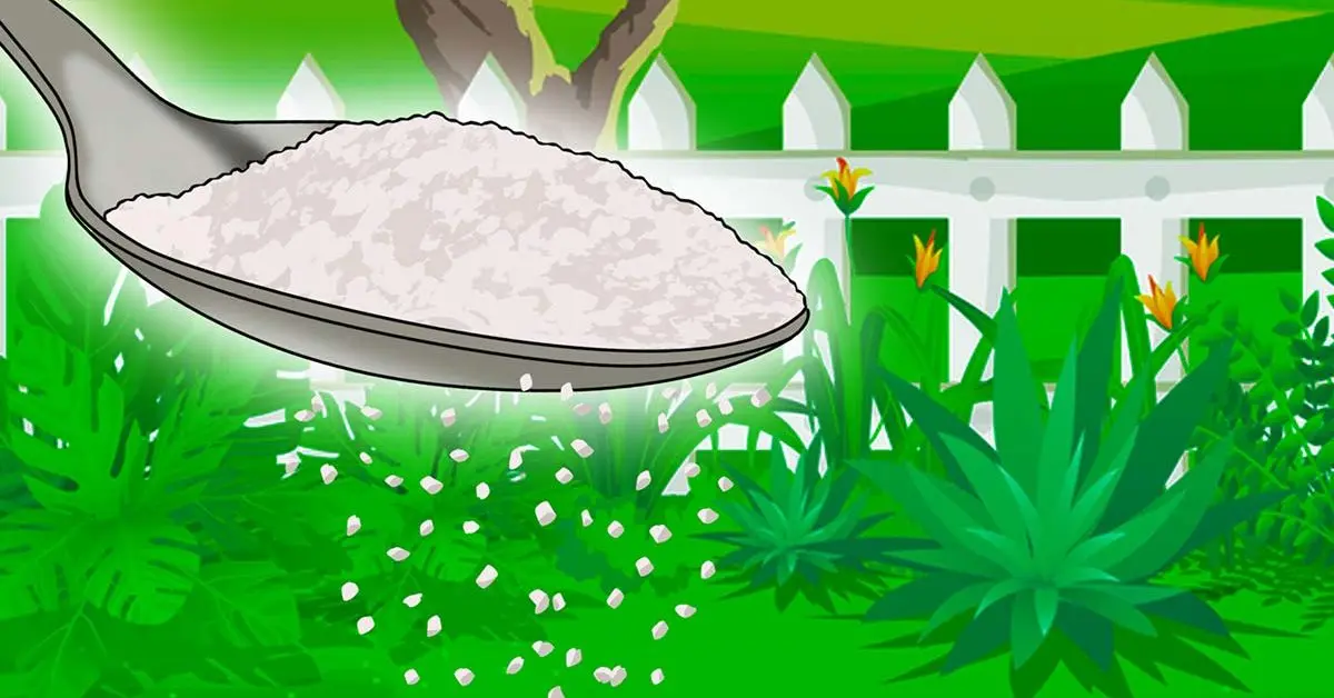 Como eliminar as pragas de jardim com açúcar?