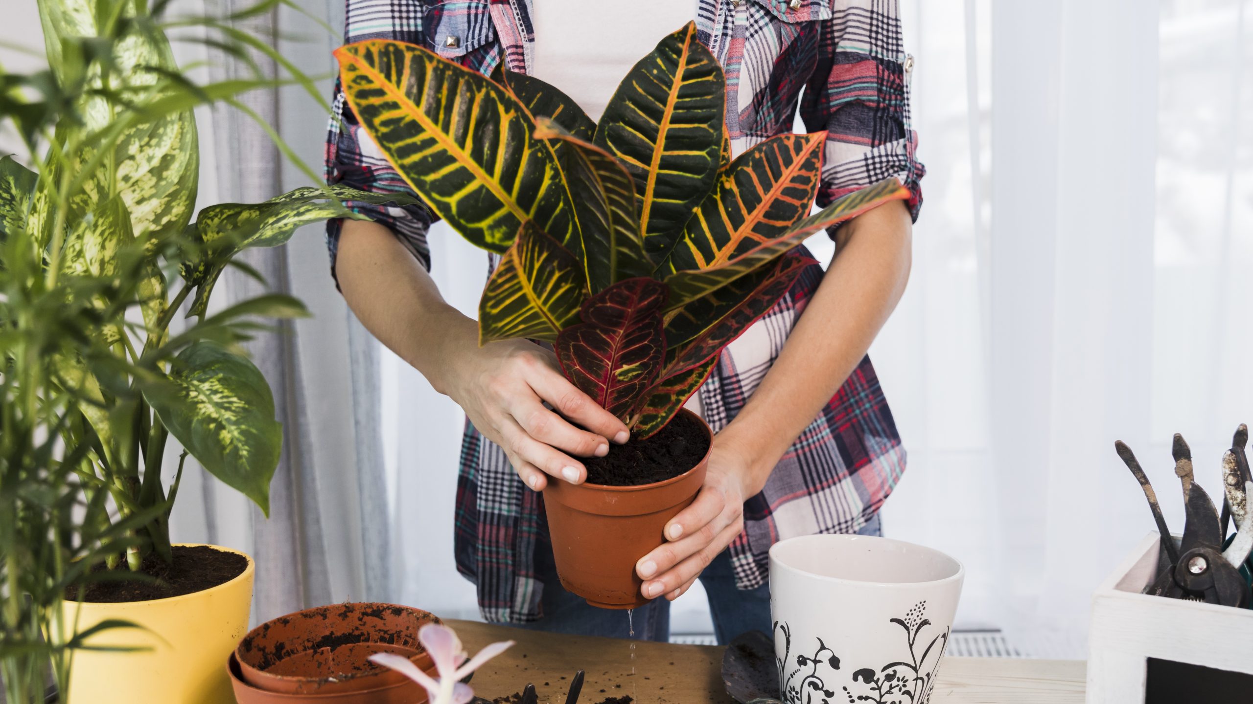 Como escolher o solo certo para plantas em vasos: dicas e recomendações