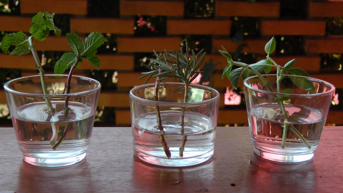 6 ervas que podem ser cultivadas em um copo de água