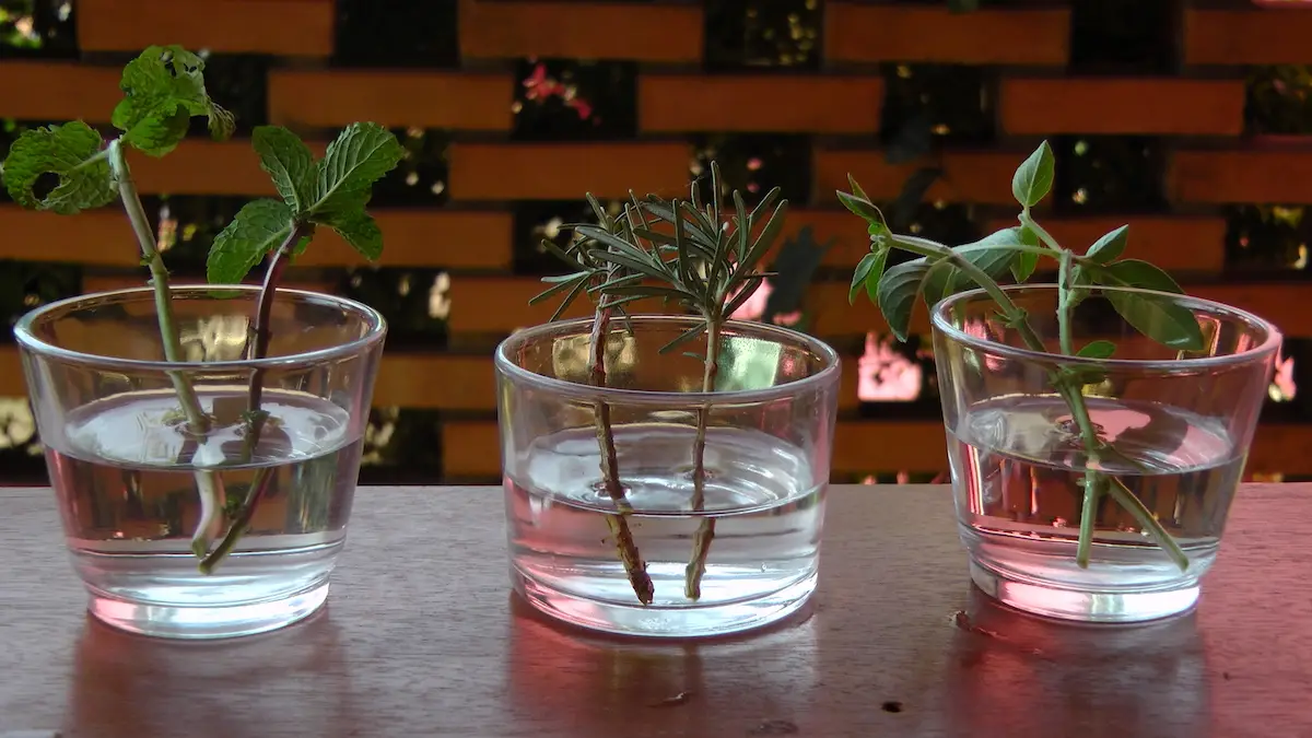 6 ervas que podem ser cultivadas em um copo de água