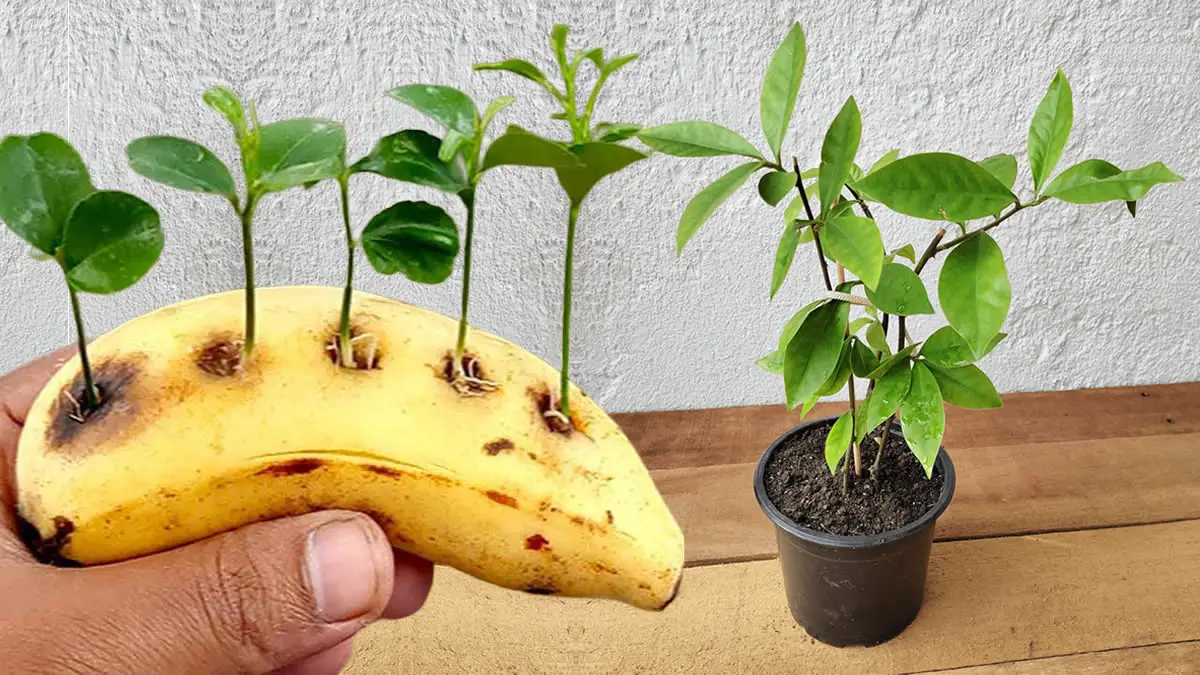 Plante sementes de limão em uma banana e veja o que acontece