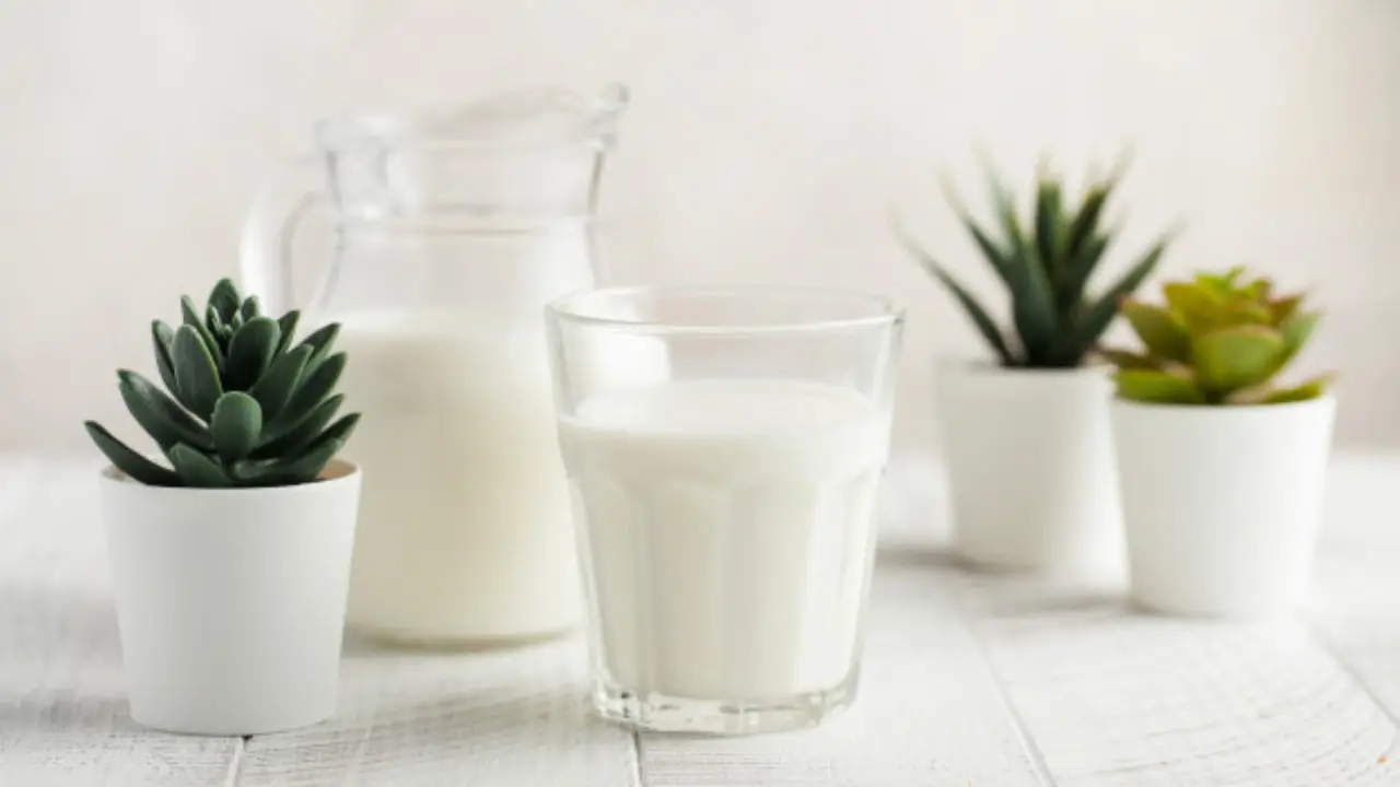4 usos surpreendentes do leite que vão transformar suas plantas