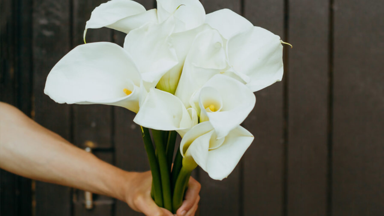 Cultive um jardim de flores elegantes com copos-de-leite