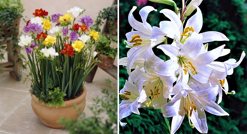 5 plantas aromáticas perfeitas para perfumar sua casa