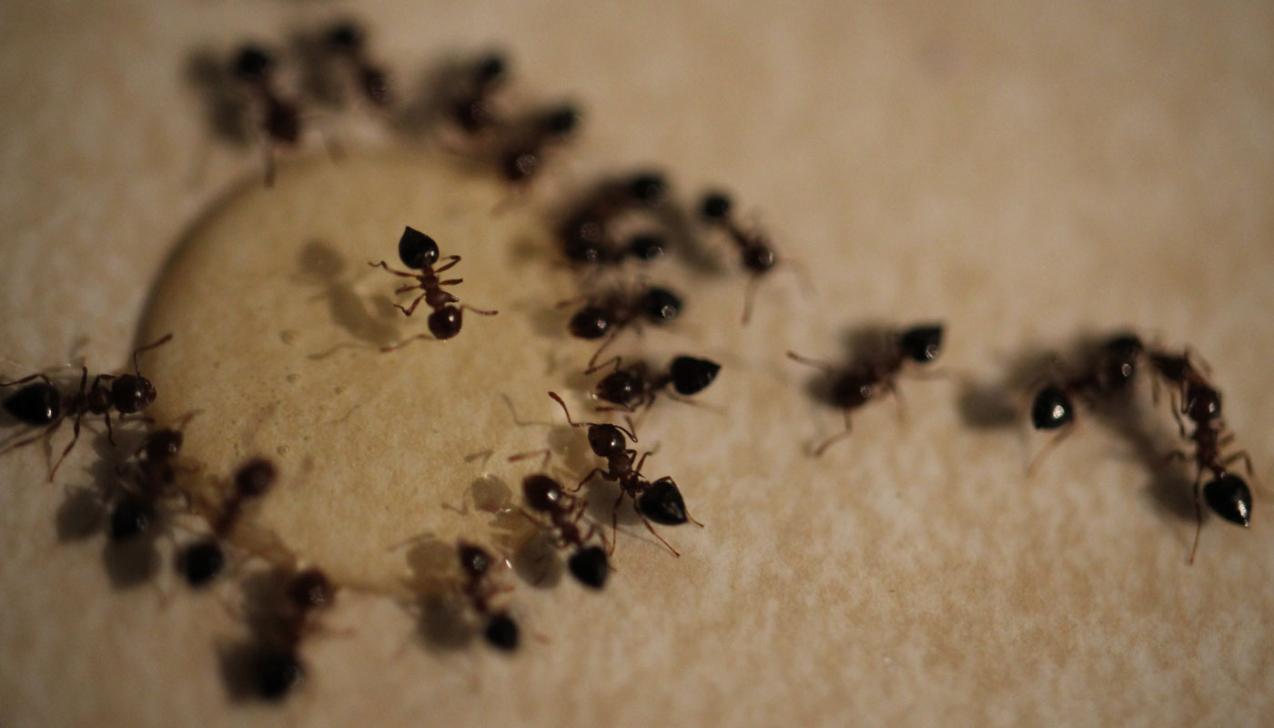 Como espantar formigas de sua casa usando cerveja