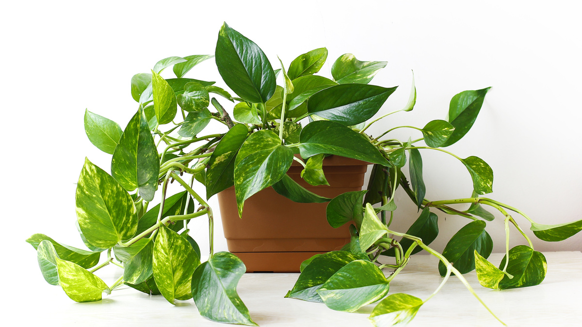 Como cuidar da planta pothos: dicas fáceis para um verde exuberante em casa