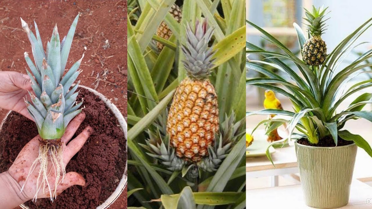 Aprenda como cultivar abacaxi em vasos no conforto da sua casa