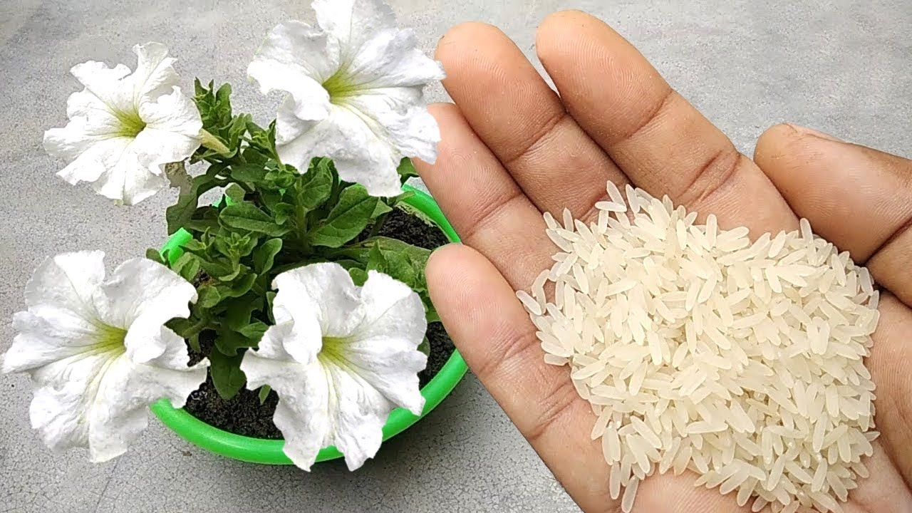 Fertilizante natural de arroz para um crescimento explosivo das plantas