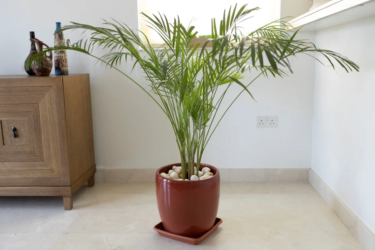 transforme sua casa em um oásis com a palmeira de bambu