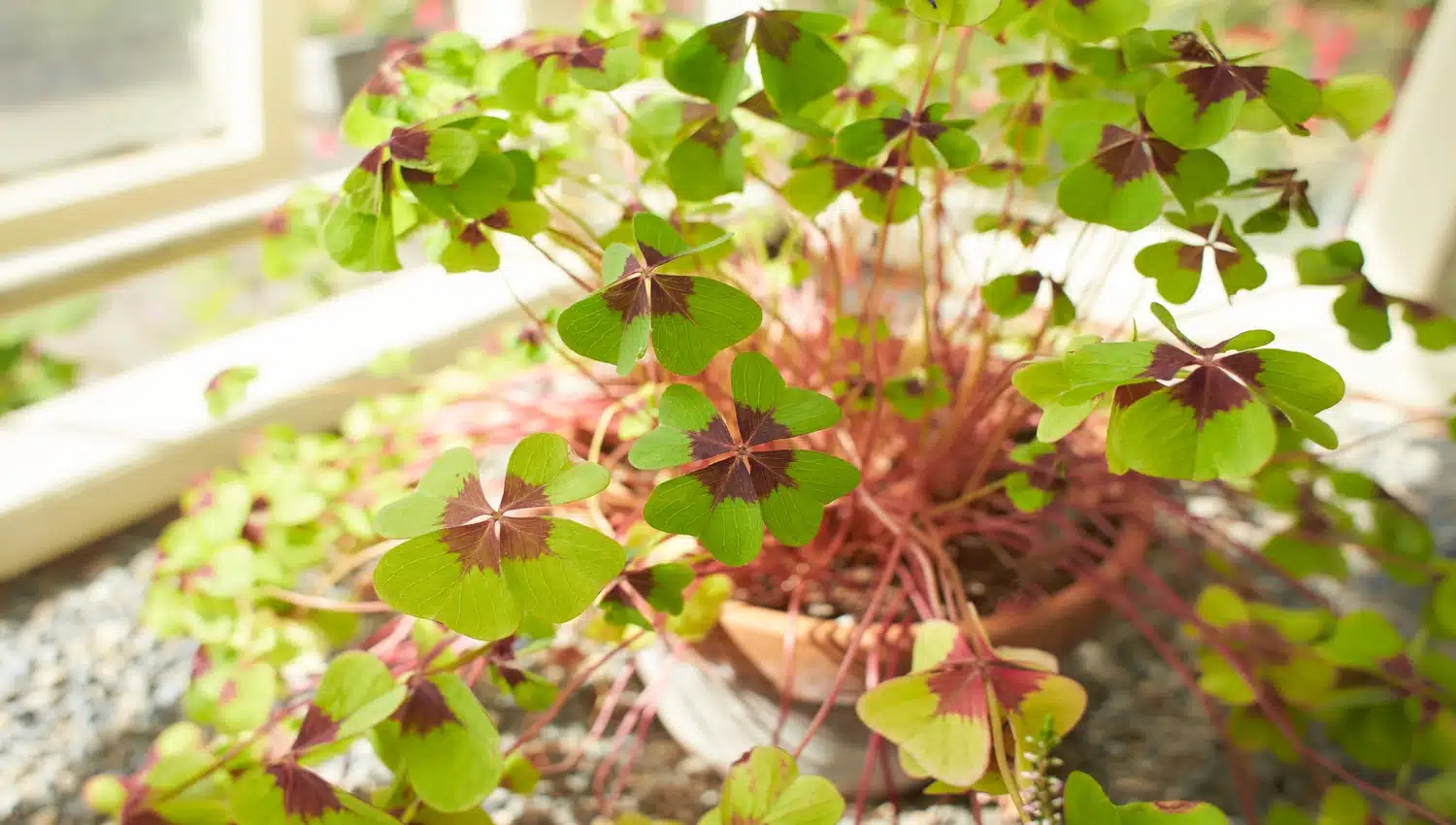 Transforme seu lar com a beleza e sorte das plantas de trevo Oxalis