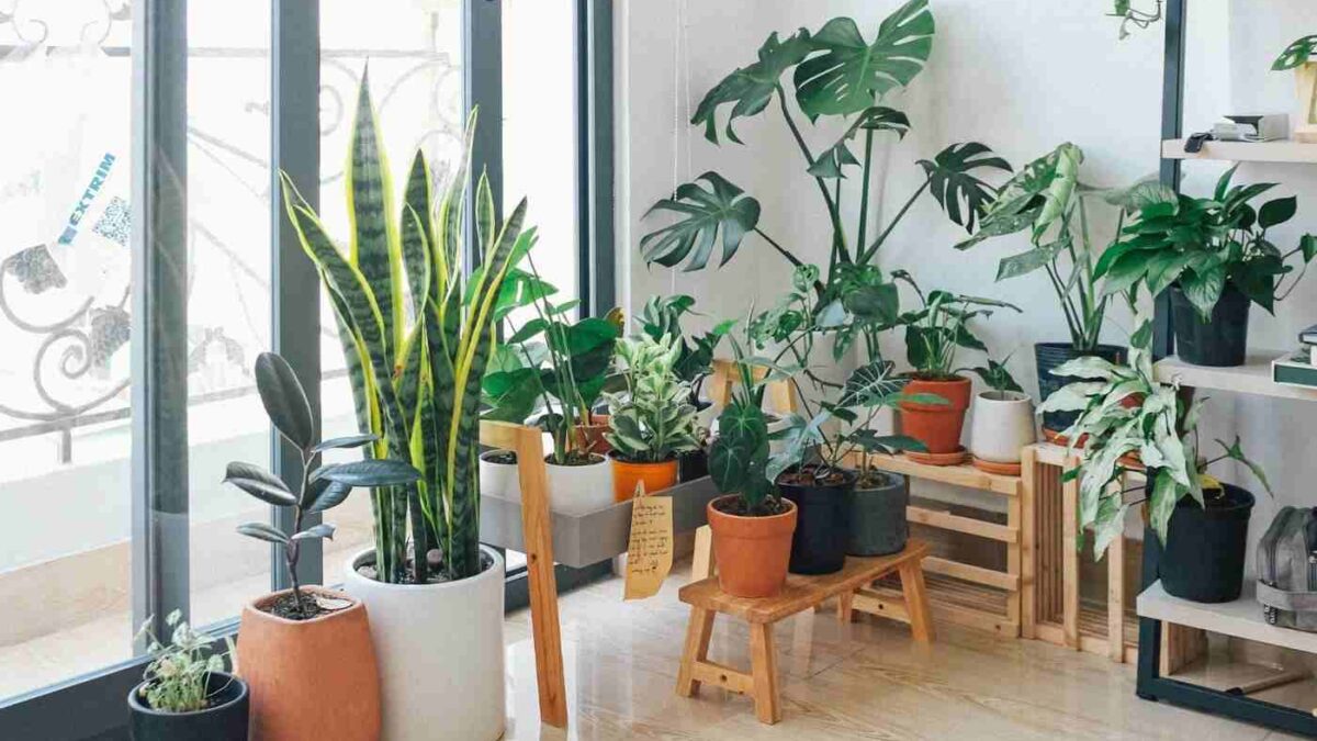 6 plantas que transformam seu lar em um oásis de saúde e beleza