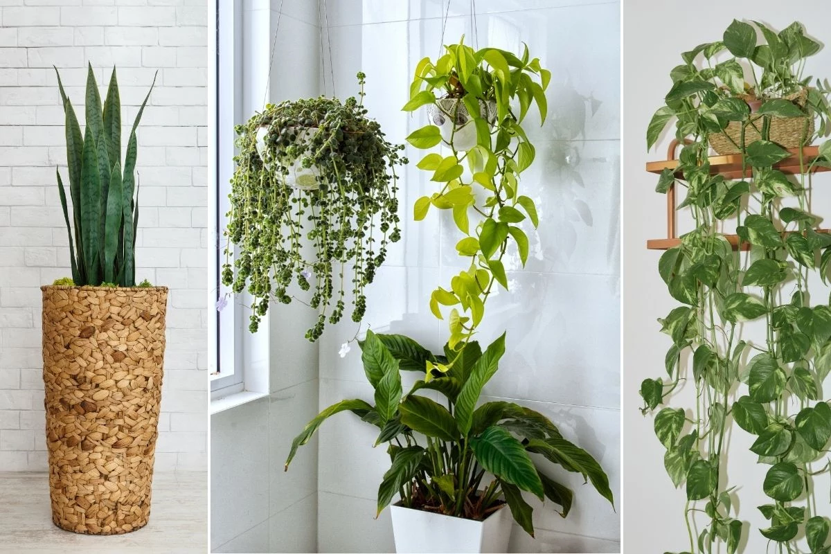 5 plantas incríveis que você precisa ter em Casa; elas fazem magia