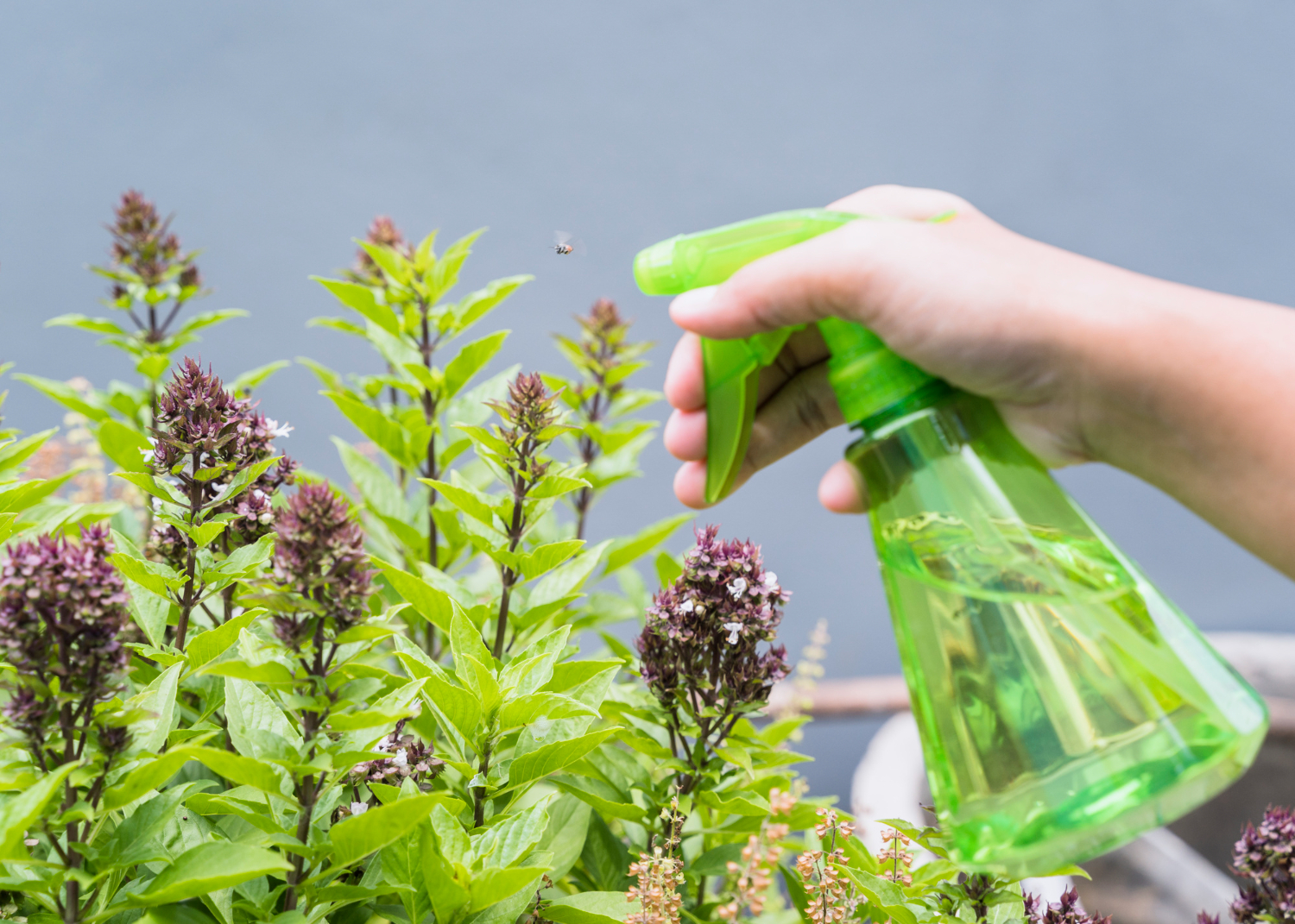 Descubra como fazer um herbicida caseiro eficaz com bicarbonato de sódio e outros ingredientes naturais!