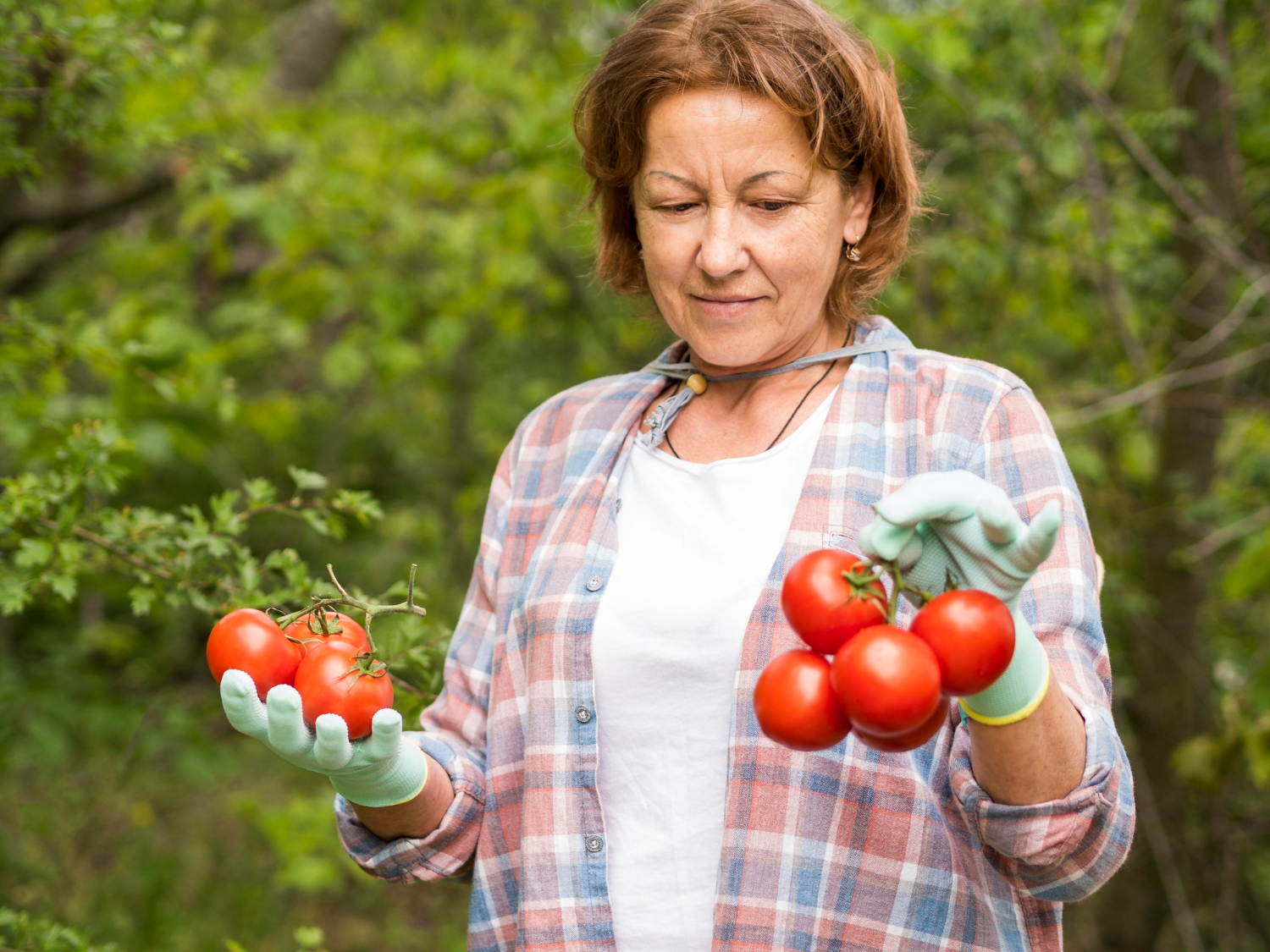 bicarbonato de sódio nos tomates pode transformar sua horta