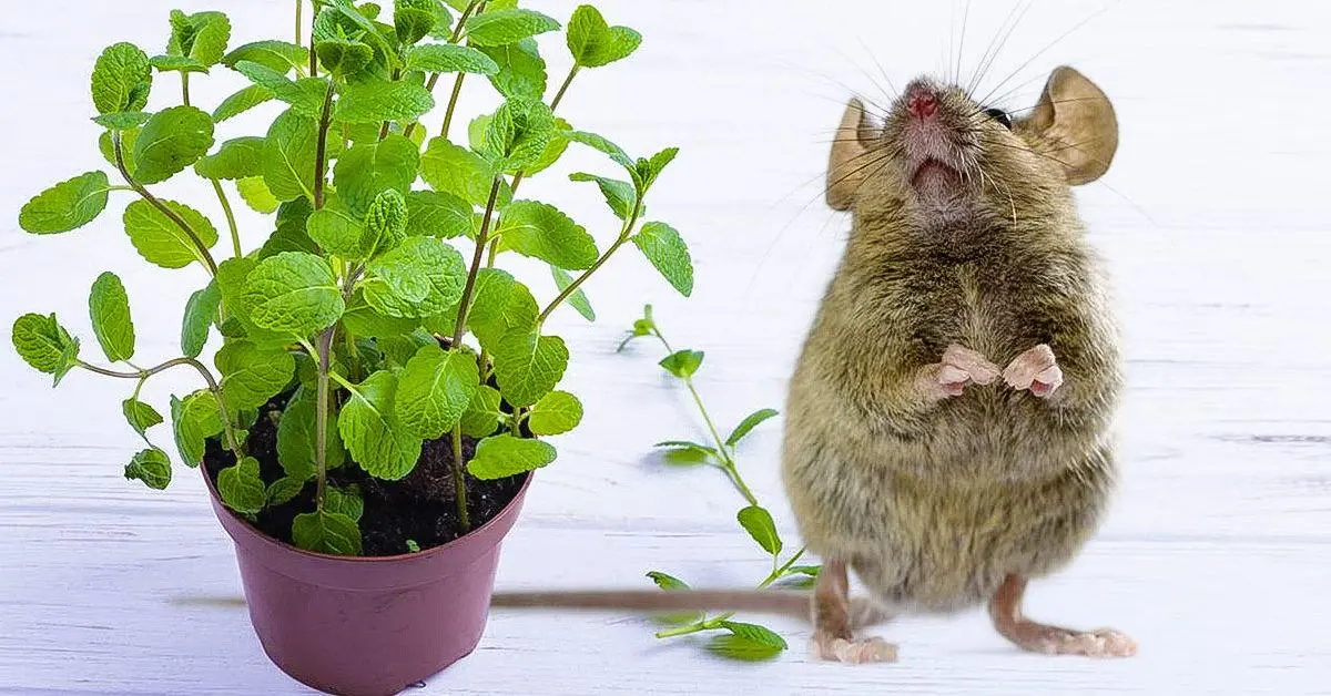 3 plantas repelentes para afastar ratos e camundongos da sua casa