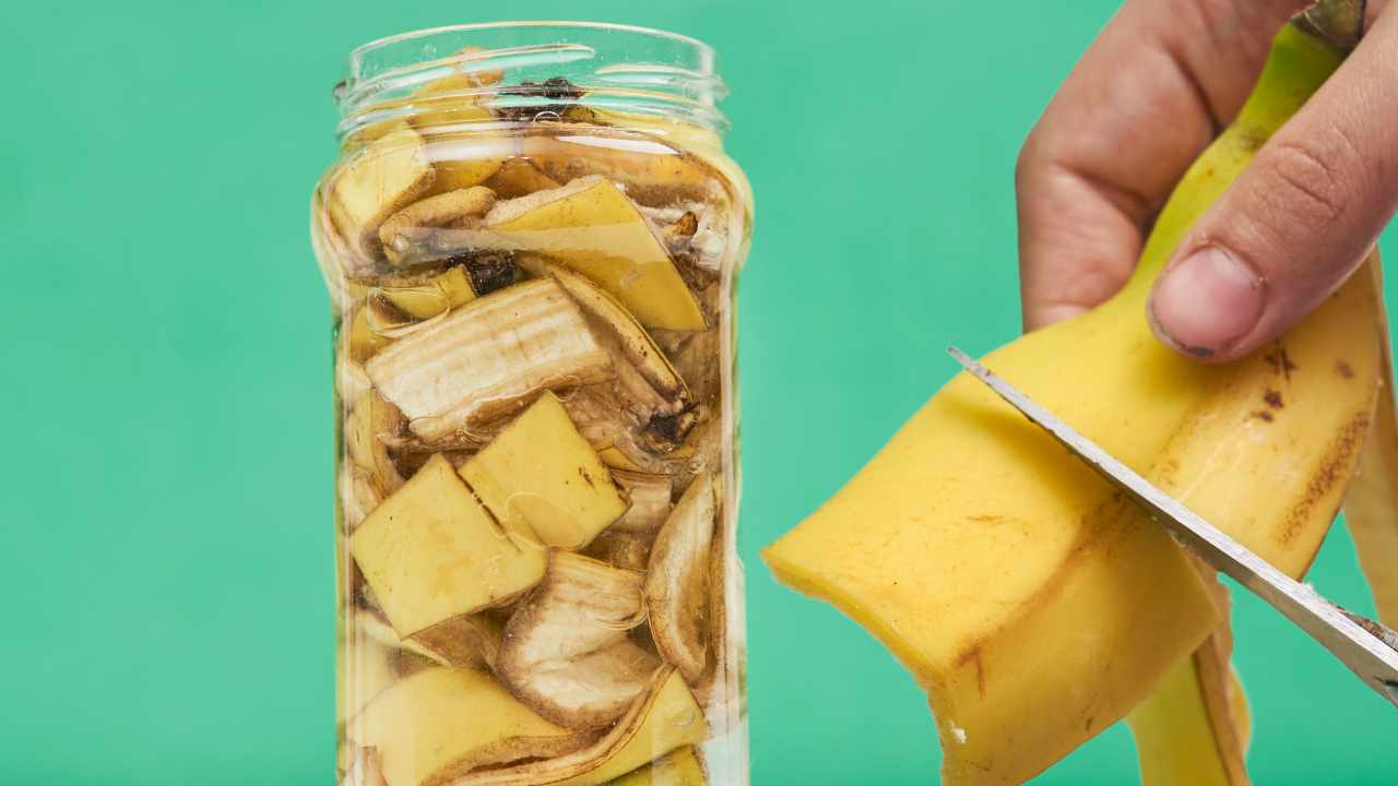 Adubo mágico de casca de banana: transforme seus suculentas em gigantes