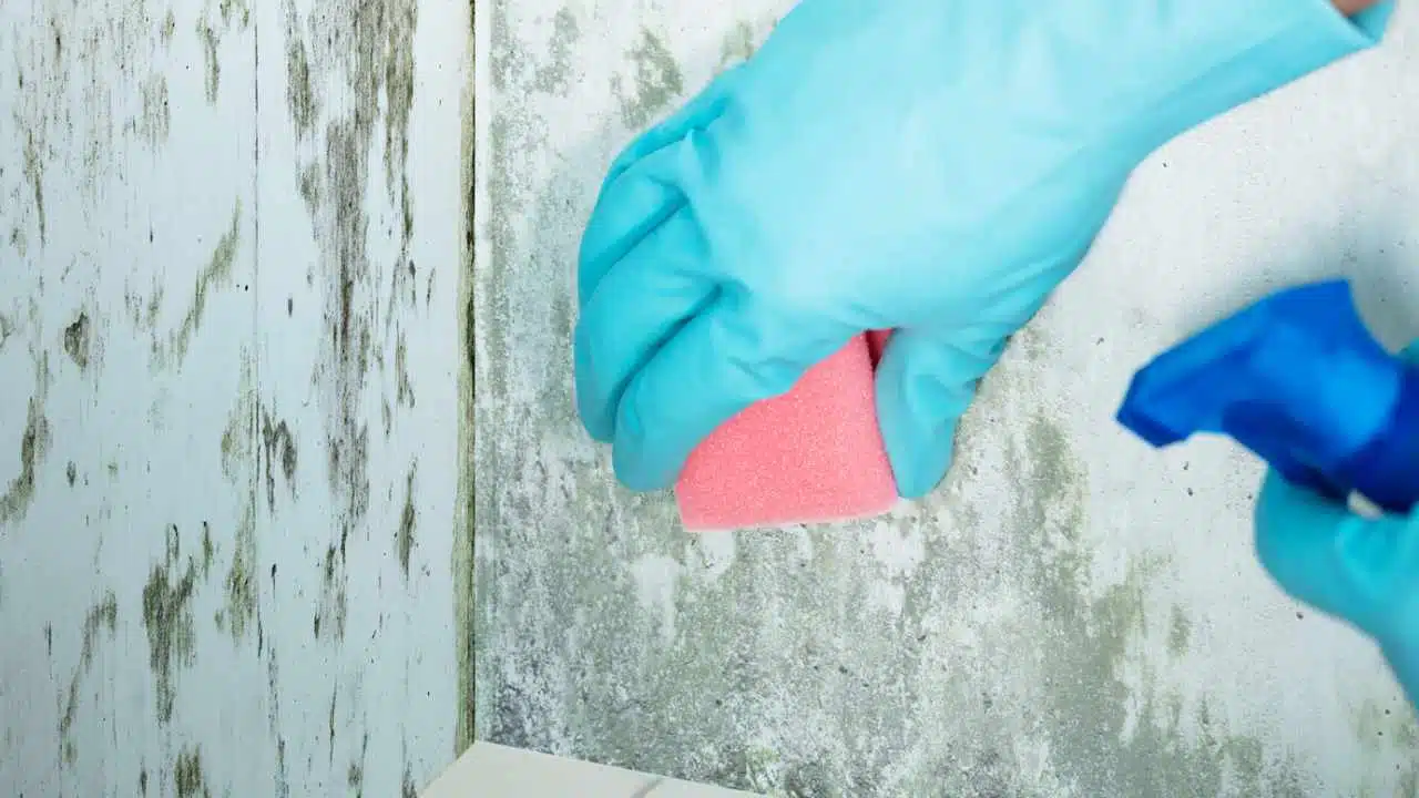 Como eliminar mofo das paredes antes de pintar