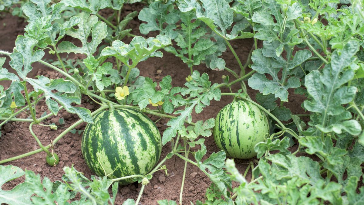 O segredo para plantar melancia em vaso e ter muita colheita