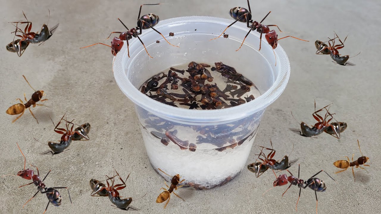 Acabe com as formigas de uma vez por todas com 6 soluções naturais imbatíveis