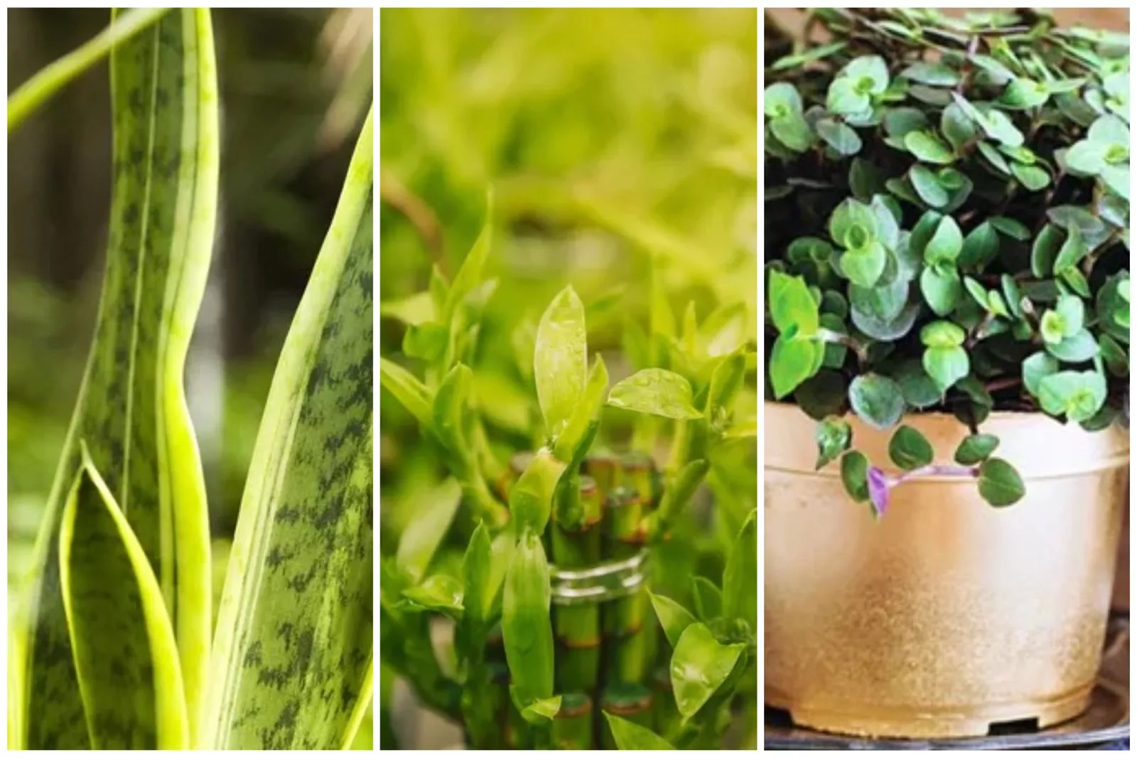 9 plantas que atraem sorte e boas energias para sua casa