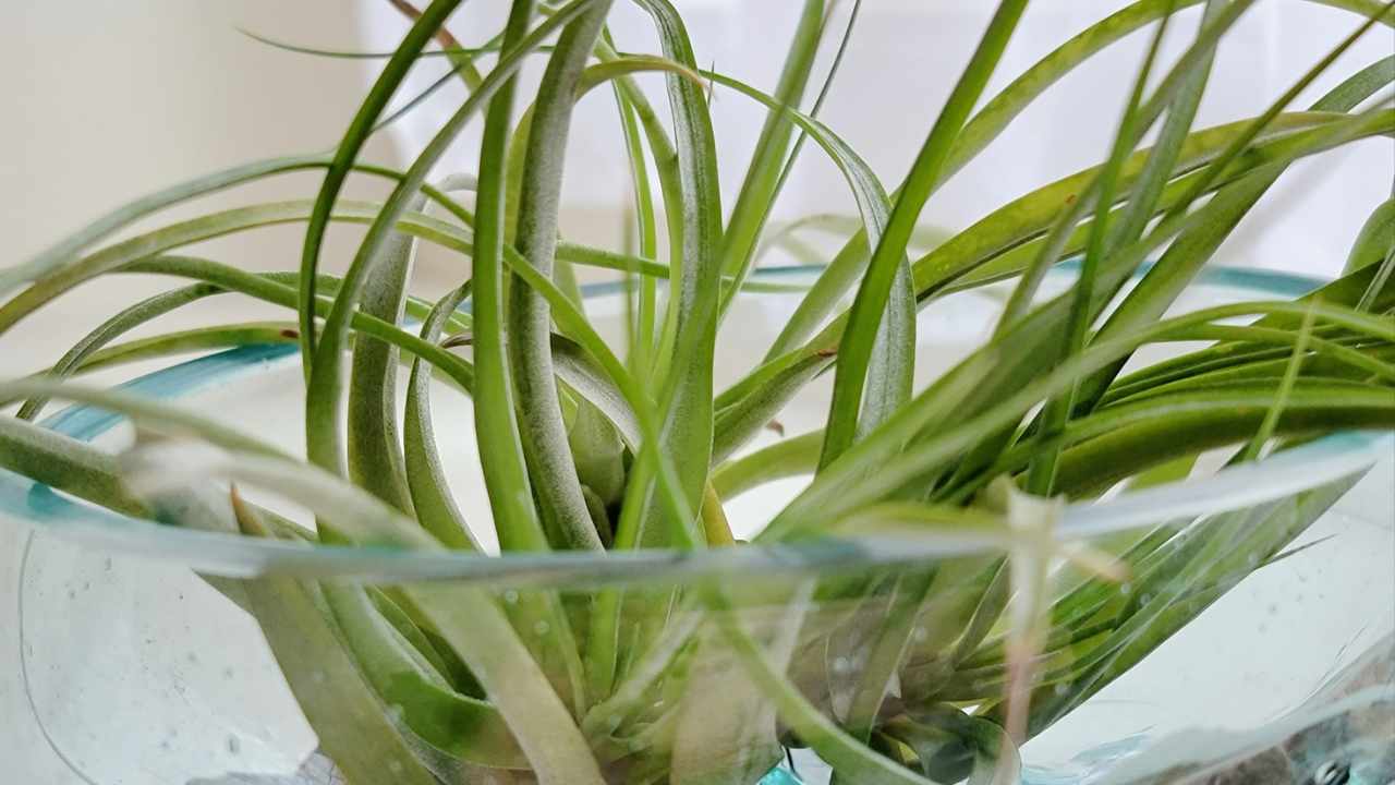 Esta é a planta incrível que consome umidade em casa