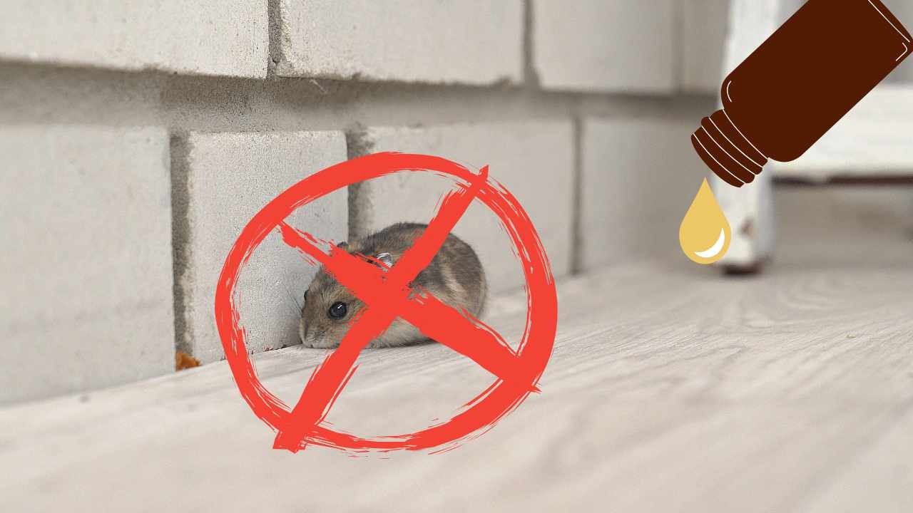 7 maneiras naturais de manter os ratos longe de sua casa
