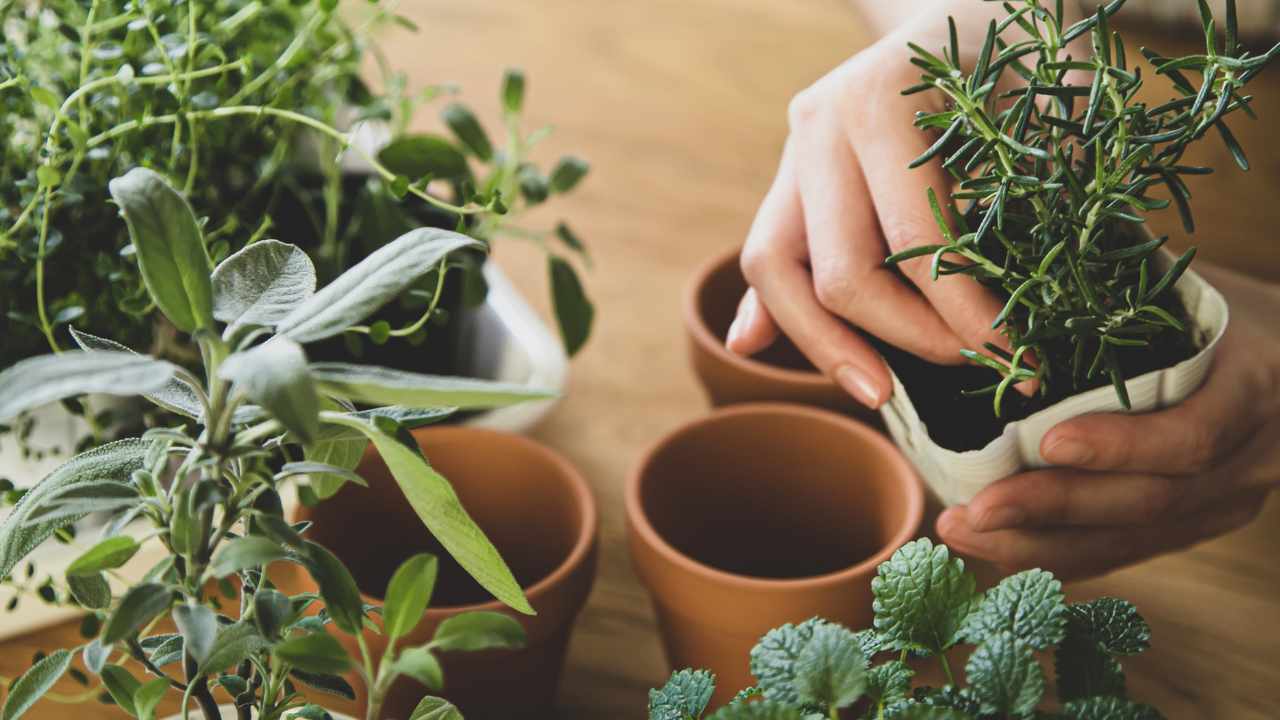 3 ervas aromáticas para deixar sua casa incrível sem precisar de dedos verdes