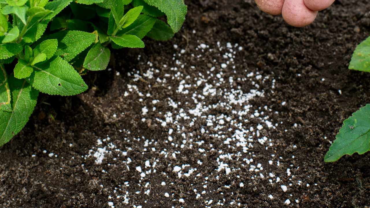 Plantas sofrendo com formigas? Descubra como protegê-las com apenas 1 ingrediente