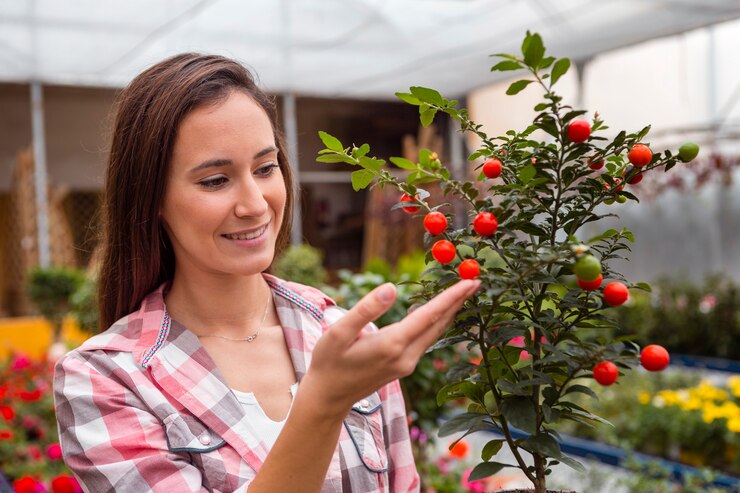 Como cultivar tomates cereja com sucesso?